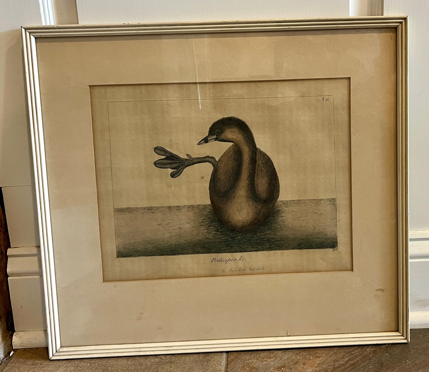 Vintage Framed Ornithological Study Of A Pied-billed Grebe - Handwritten Notation On Front Of Print