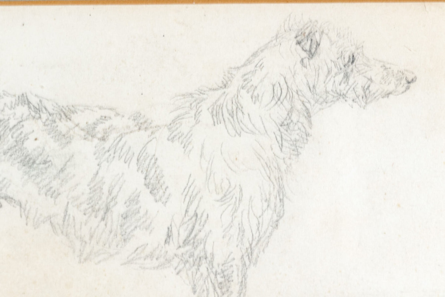 Charles Jones, A.R.S.A. (British, 1836-1892) Pencil Study Of Dogs