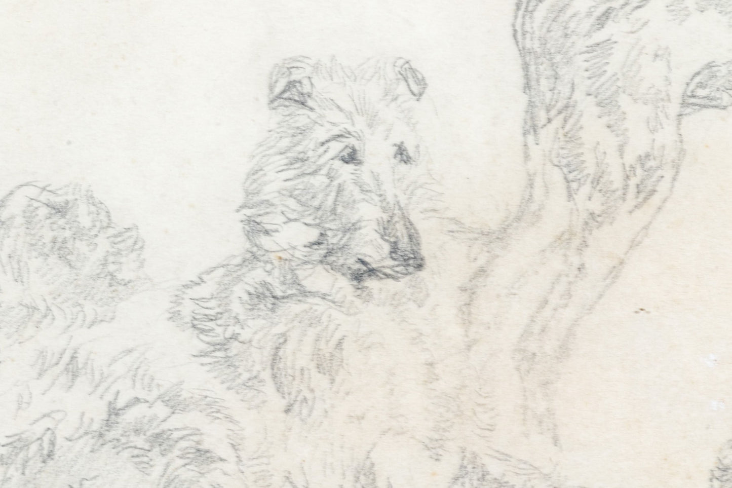 Charles Jones, A.R.S.A. (British, 1836-1892) Pencil Study Of Dogs