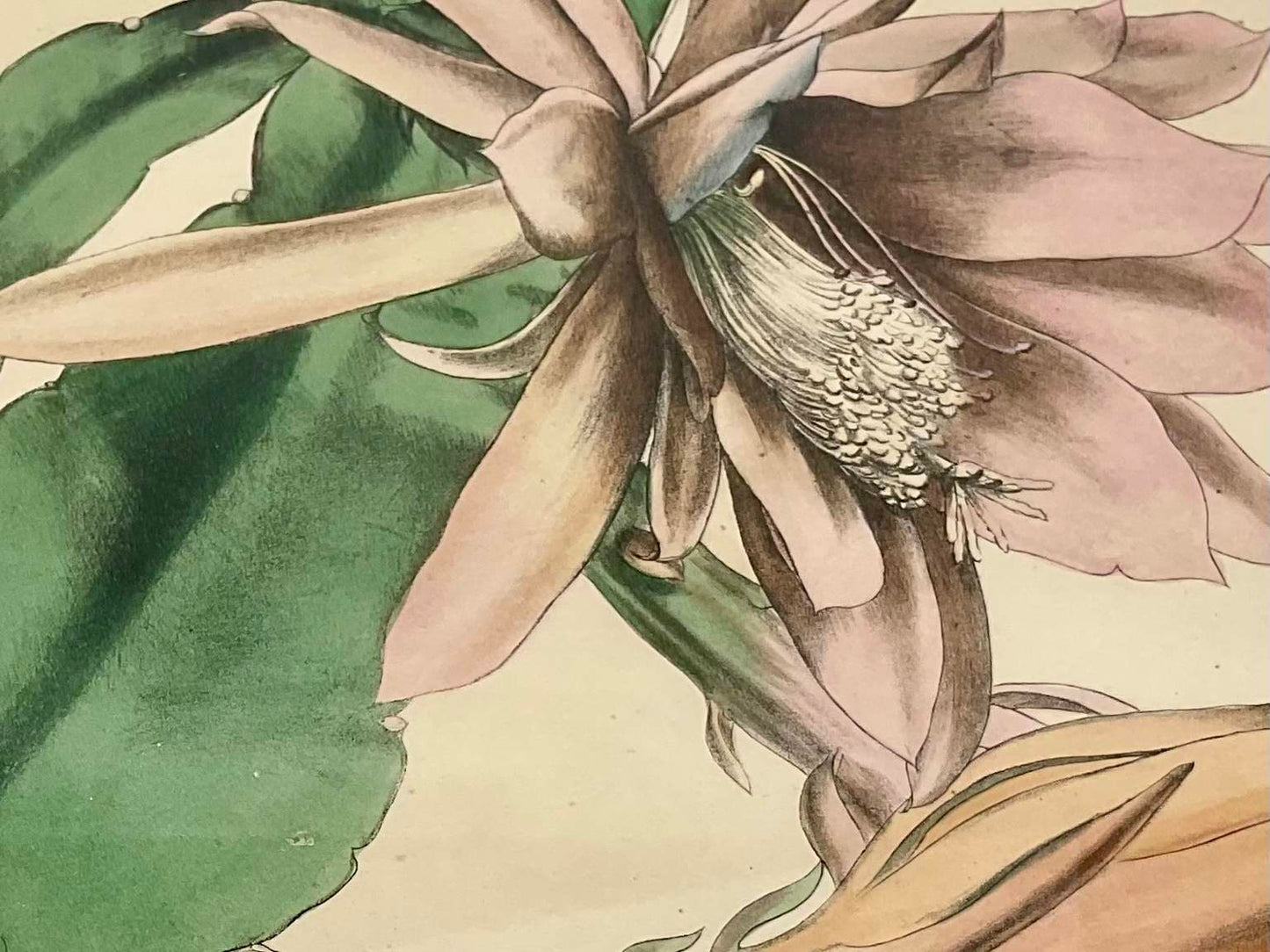 Rare 1882 Paxton’s Flower Garden Hand Colored Print
