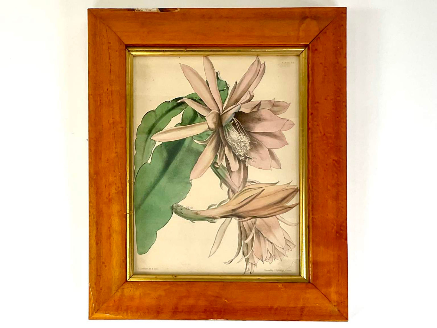 Rare 1882 Paxton’s Flower Garden Hand Colored Print